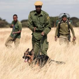 Manyara Ranch K9 unit on patrol. Handler with his dog.