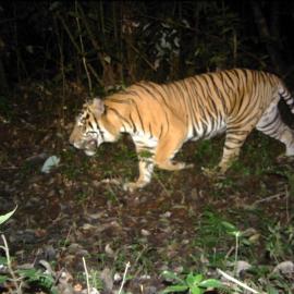 One of 15 Sumatran Tigers caught on camera trap in 2020. 