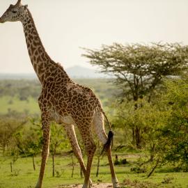 Giraffe at Nashulai. Credit: Nashulai Maasai Conservancy