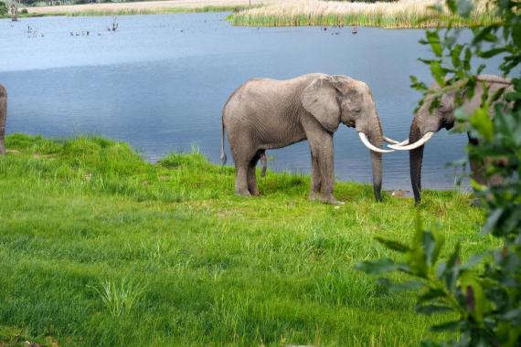 Elephants in Zimbabwe. 