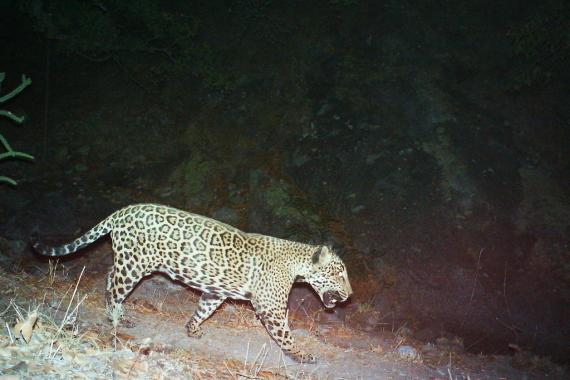 Camera trap image of a jaguar.