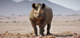 The Conservancy Rhino Ranger Incentive Program