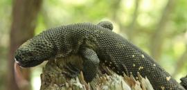Protecting endemic lizards from IWT in Guatemala