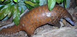 Protecting pangolins from poaching in the Congo