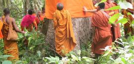 Monks Community Forest