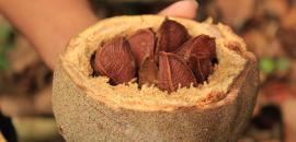 Protecting the rainforest and its wildlife through sustainable livelihoods