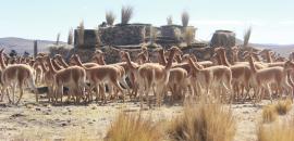 Participation of the Lucanas community in the sustainable use of vicuña fibre 