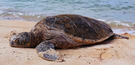 The KAWAKI Women's Group: Turtle Advocates