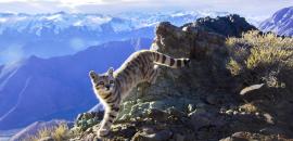 CATCRAFTS: Crafting a shared future for Andean cats and local communities