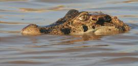 Crocodilian management in Lake Cuniã reserve