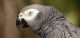 Fostering Rural Livelihood Security and Wildlife Conservation: experience from Gilli Gilli forest reserve, Nigeria