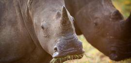 Kilitome Conservancy