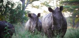 Community Markets for Conservation