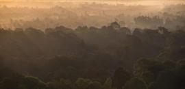 Village elders take on illegal logging in Cambodia