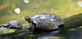 Indigenous communities join forces to protect Charapa river turtles