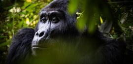 Alliance for the Conservation of Great Apes in Central Africa
