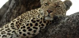 Engaging communities to prevent wildlife crime in the 'W' Transboundary Biosphere Reserve