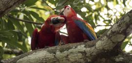 Bi-national Collaboration to Eradicate Wildlife Trafficking in Belize and Guatemala