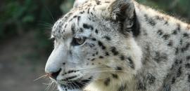 Protecting snow leopards in the Wakhan Corridor, Afghanistan