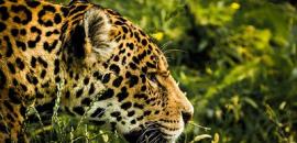 Conserving jaguars through ecotourism
