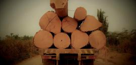 Forest Forces: Technology and Community-based Forest Crime Prevention in the Brazilian Amazon