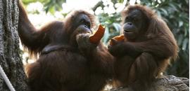 POKOK - using anthropology to mitigate orangutan killing and human-orangutan conflict in Borneo