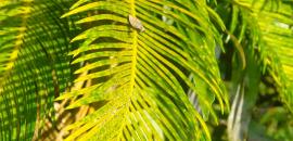 Singita Grumeti Fund