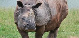 Crisis to biological management: Rhinoceros, grassland and public engagement in Nepal