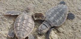 Turtle Watch