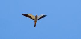 Friends of the Amur Falcon