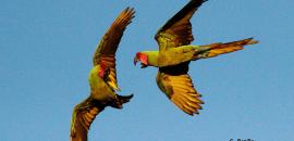 Military Macaw conservation programme in Bahia de Banderas, Jalisco