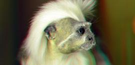 Protecting the Cotton-top Tamarin in Colombia