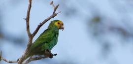 Flying Together Initiative: Demand reduction behaviour change in illegal Venezuelan threatened bird markets