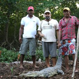 ASOCAIMAN members stand behind a crocodile for research purposes. Credit: ASOCAIMAN