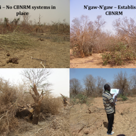 CBNRM impact on forests