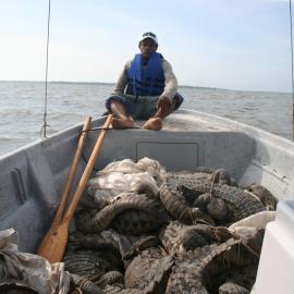 American crocodiles onboard a boat ready to be released into the wild. Credit: ASOCAIMAN