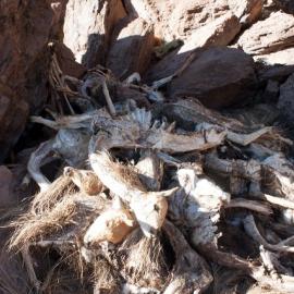 A pile of Vicuña carcasses Vilama, Argentina