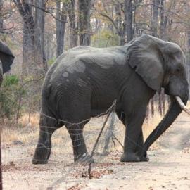 Elephant crossing the old Park fence at Chikolongo