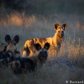 Wild dogs