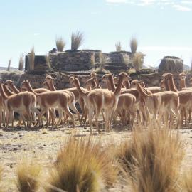 Vicuñas being penned for subsequent shearing. Credit: SERNANP – Reserva Nacional Pampa Galeras Bárbara D’Achille