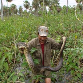 Local people capturing and handling yellow anacondas. Credit: Mariano Barros