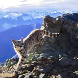 Andean cat image taken by a camera trap in Chile. Credit: Cristian Sepúlveda, AGA