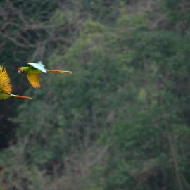 A couple flying at the jungle. Credit: Carlos Bonilla