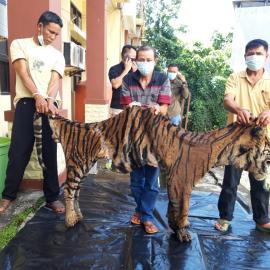 Three poachers traders arrested 22.12.20 at Bengkulu police HQ