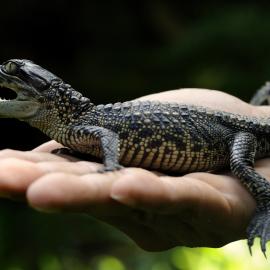 Siamese crocodile hatchling. Credit: Jeremy Holden - FFI