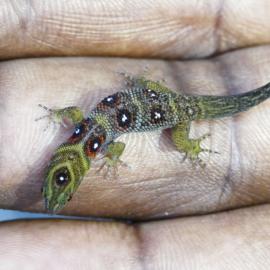 Union Island Gecko (Gonatodes daudini). Photo by Jenny Daltry, FFI