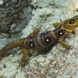 Union Island Gecko (Gonatodes daudini) with missing tail tip. Photo by Jeremy Holden, FFI