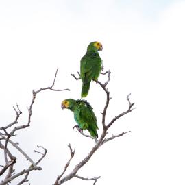 Pair of Yellow-shouldered Amazons in Macanao Peninsula, Venezuela. Photo by Bruno García