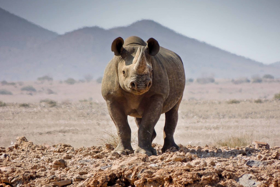 Black Rhino - Photo by Conservancy Rhino Ranger Support Group