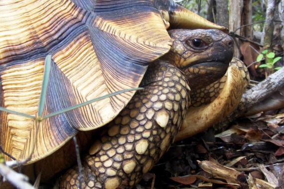 A photo of an adult male ploughshare tortoise in its natural habitat.